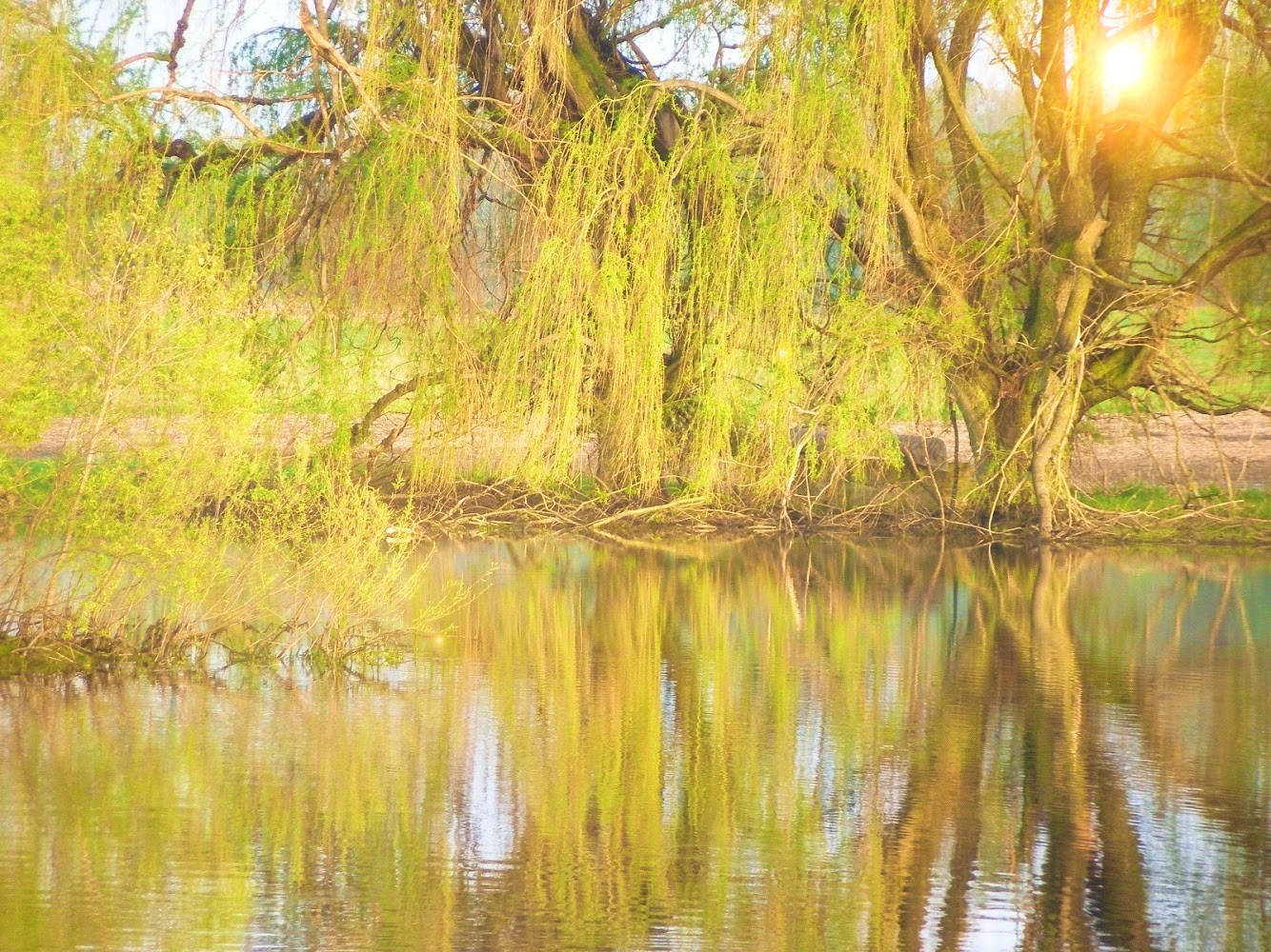 Flowers etc. May 2007 393 (1)